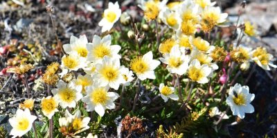 Dryas - Our Native Plants