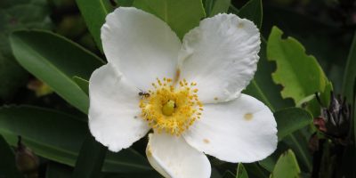 Gordonia - Our Native Plants